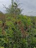 Цветущий миндаль степной (низкий) в перспективной ООПТ Балка Юбилейная 