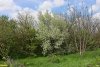 Перспективная ООПТ Калиновский лесопарк 