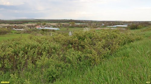 Заросли краснокнижного степного миндаля в перспективной ООПТ Саратовский бугор 