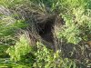 Нора, скорее всего, лисицы в перспективной ООПТ Восточно-Воронежский высокий берег