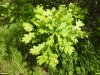 Поросль дуба черешчатого в перспективной ООПТ Непильская дубрава