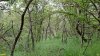 Перспективная ООПТ Семёновский лес