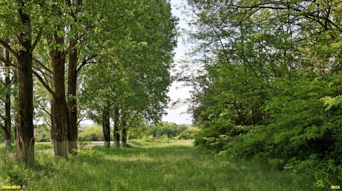 Перспективная ООПТ Средне-Кочетинская роща