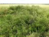 Заросли миндаля низкого в перспективной ООПТ Совиные курганы