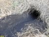 Нора (скорее всего, лисья) в перспективной ООПТ Курган Дальне-Песчаный