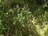 Карагана кустарниковая в перспективной ООПТ Советский лес