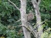 Самка фазана в перспективной ООПТ Савкины кручи