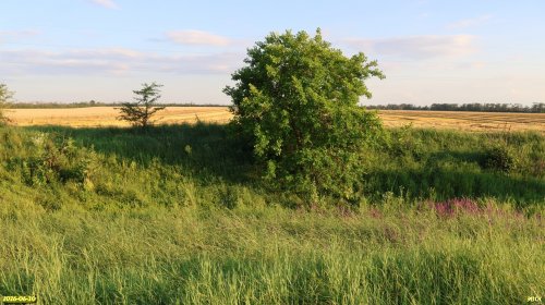 Перспективная ООПТ Южно-Шевченковское городище