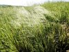 Ковыль в перспективной ООПТ Казанские буераки