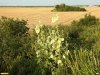 Шток-роза морщинистая (мальва) в перспективной ООПТ Курган Медведовский Ерик