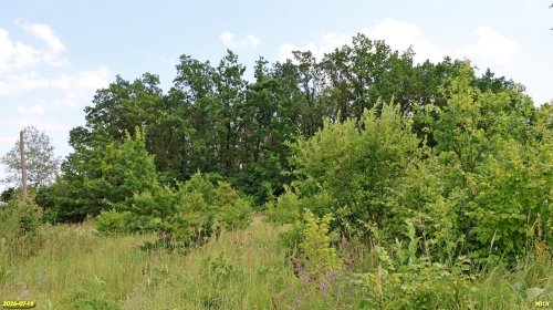 Перспективная ООПТ Черкасовская дубрава