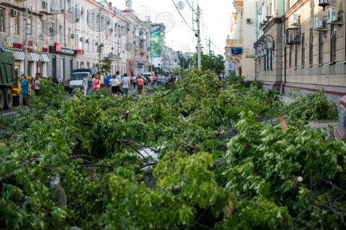 В Краснодаре на месте уничтоженных деревьев на главной улице высадят кусты по 30 тыс. рублей за штуку