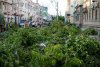 В Краснодаре на месте уничтоженных деревьев на главной улице высадят кусты по 30 тыс. рублей за штуку