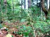 Такой же самшит рос и на уничтоженном участке