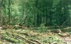 Кампания за соблюдение экологических требований при реализации проекта "Голубой Поток"