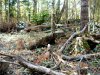 Захламленность лесосек просто поражает