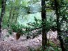 Чудом уцелевший самшит на краю площадки