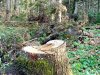 Все срубленные деревья были живыми, а не сухостойными