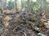Лесосека на территории ООПТ чрезвычайно захламлена