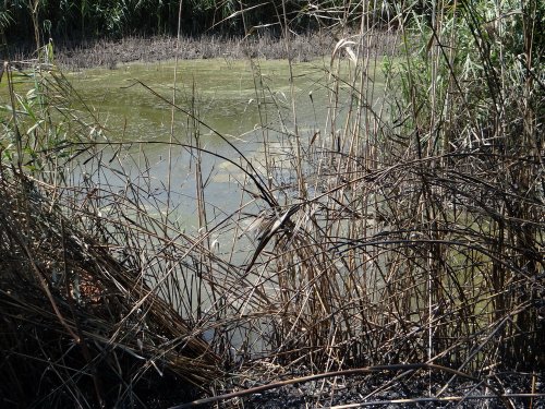 Загнивающая вода в канале