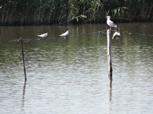 Чайки над прудом