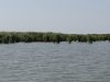 Зарастающие берега лимана