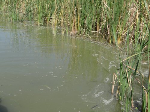 Загнивающая вода в протоке