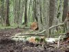 Мезмай - вырубки
