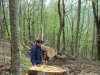 Мезмай - вырубки