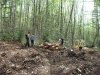 Мезмай - вырубки
