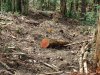 Мезмай - вырубки