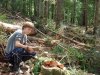 Мезмай - вырубки