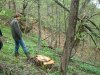 Мезмай - вырубки