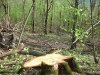 Мезмай - вырубки