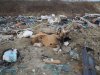 Незаконные свалки в Усть-Лабинске