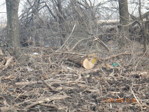 В Краснодаре на улице Россинского незаконно вырублена лесополоса