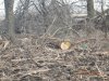 В Краснодаре на улице Россинского незаконно вырублена лесополоса