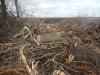 В Краснодаре на улице Россинского незаконно вырублена лесополоса