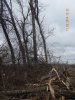 В Краснодаре на улице Россинского незаконно вырублена лесополоса