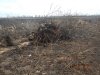 В Краснодаре на улице Россинского незаконно вырублена лесополоса