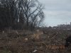 В Краснодаре на улице Россинского незаконно вырублена лесополоса