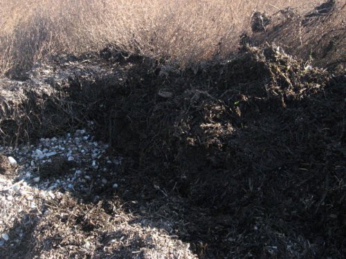 Загрязненные мазутом водоросли и грунт
