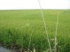 Рисовые чеки в Славянском районе