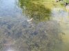 Лягушка в канале