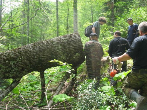 Общественная инспекция незаконных рубок леса в долине реки Шумичка