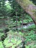 Вырубки в районе р.Шумичка
