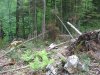Вырубки в районе р.Шумичка