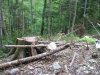 Вырубки в районе р.Шумичка
