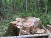 Вырубки в районе р.Шумичка