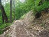 Вырубки в районе р.Шумичка